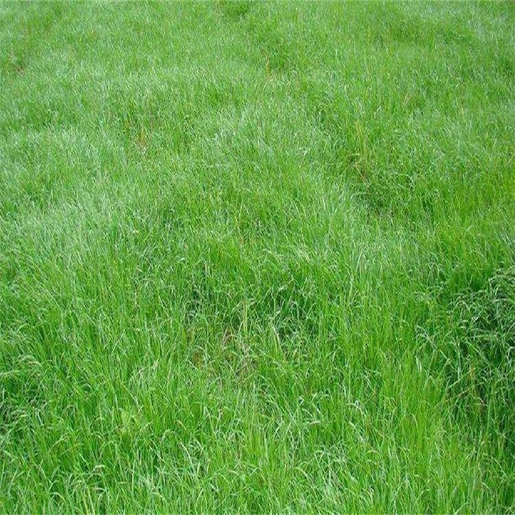日本结缕草草种 球场专用草坪 耐寒耐旱耐践踏 量大优惠